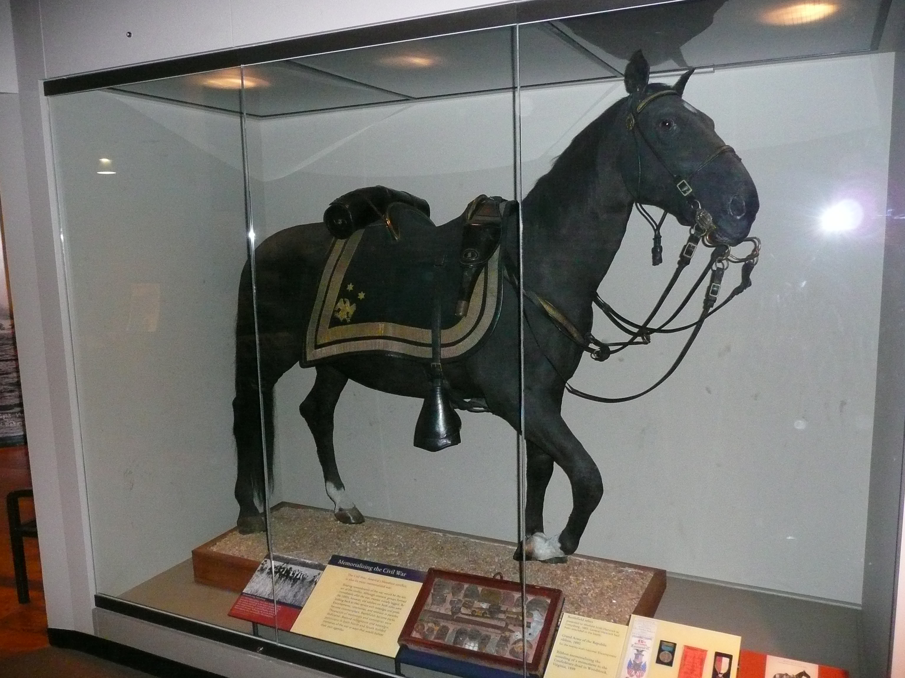 comanche horse