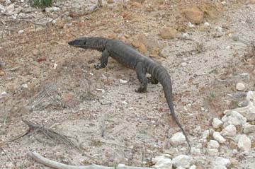 goanna