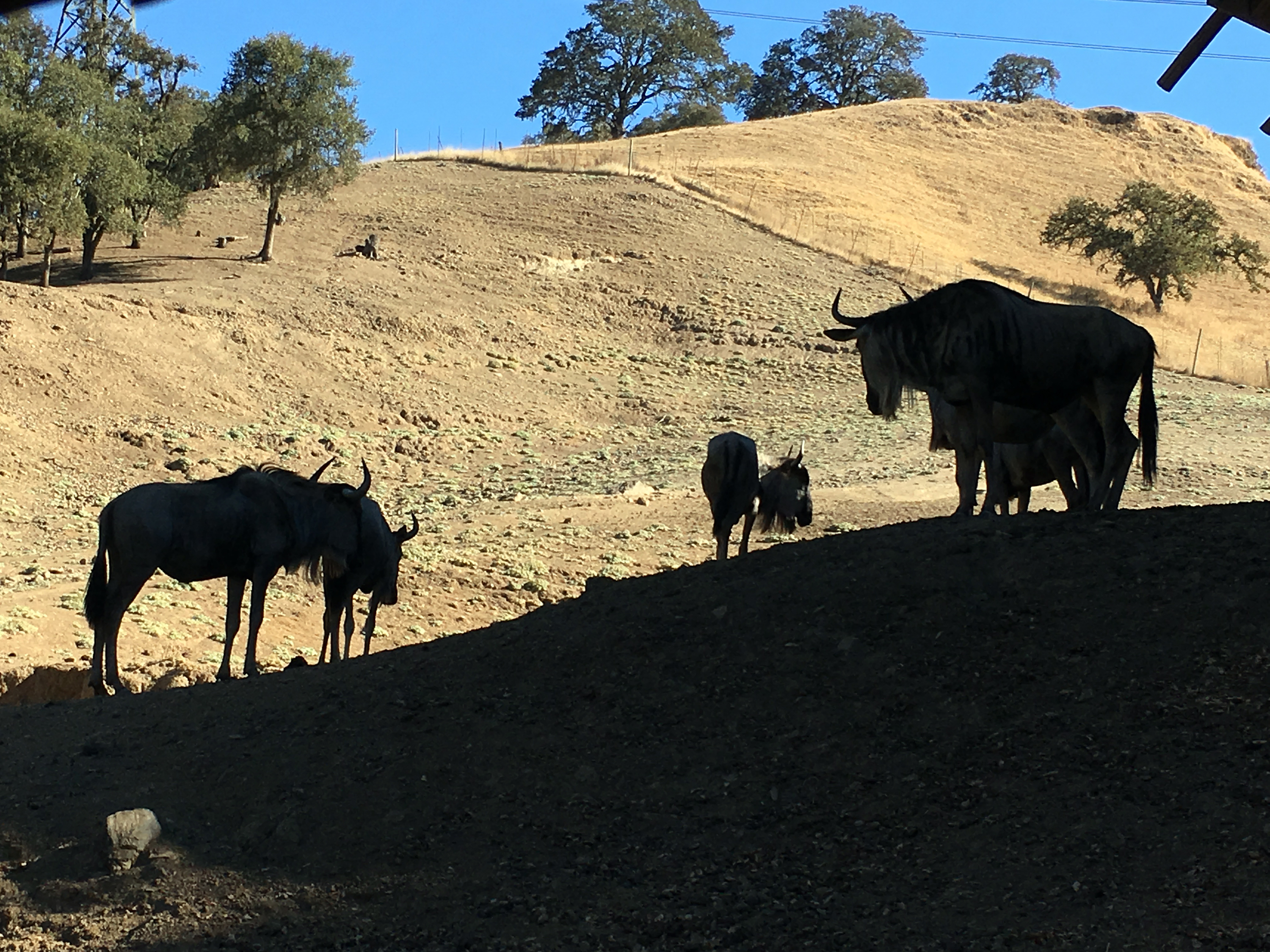 Safari Spotlight: the Cape Buffalo - Safari West