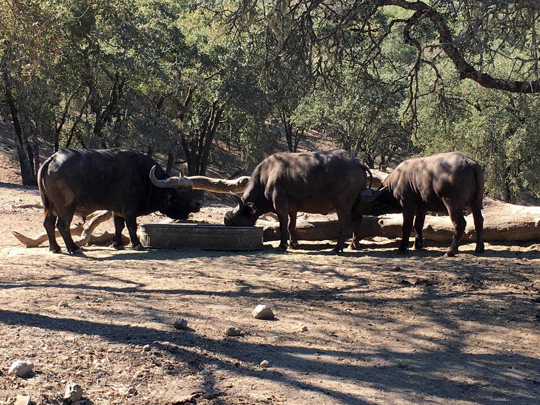 Buffalo, Cape - Safari West