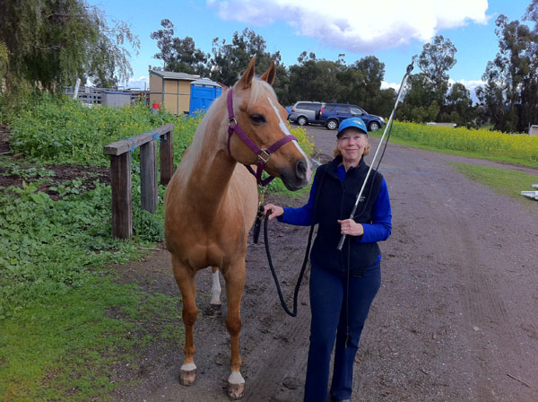 horse