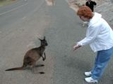 Kangaroo
